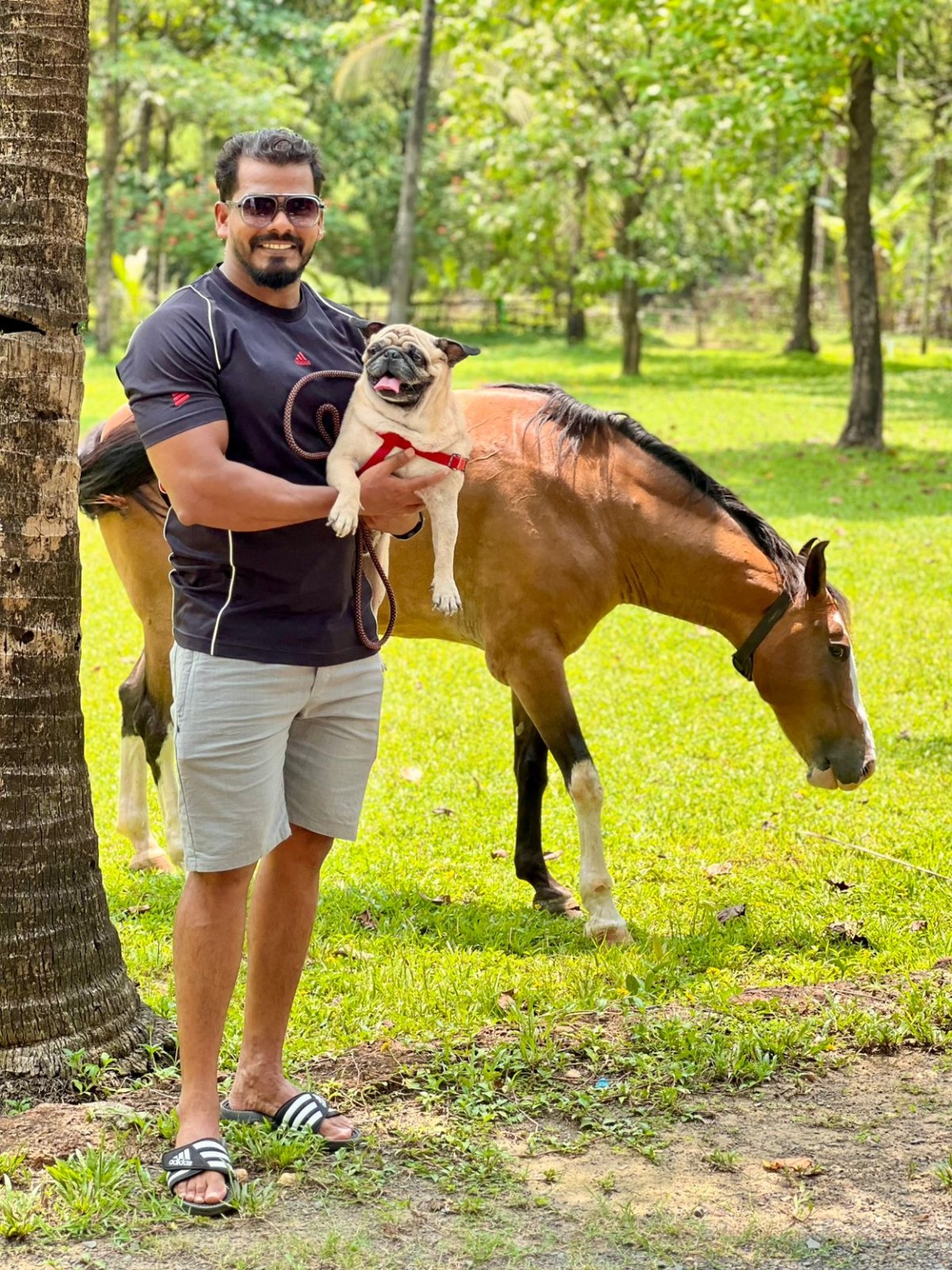 A guest with a pug and horse at Shivaaz Farms