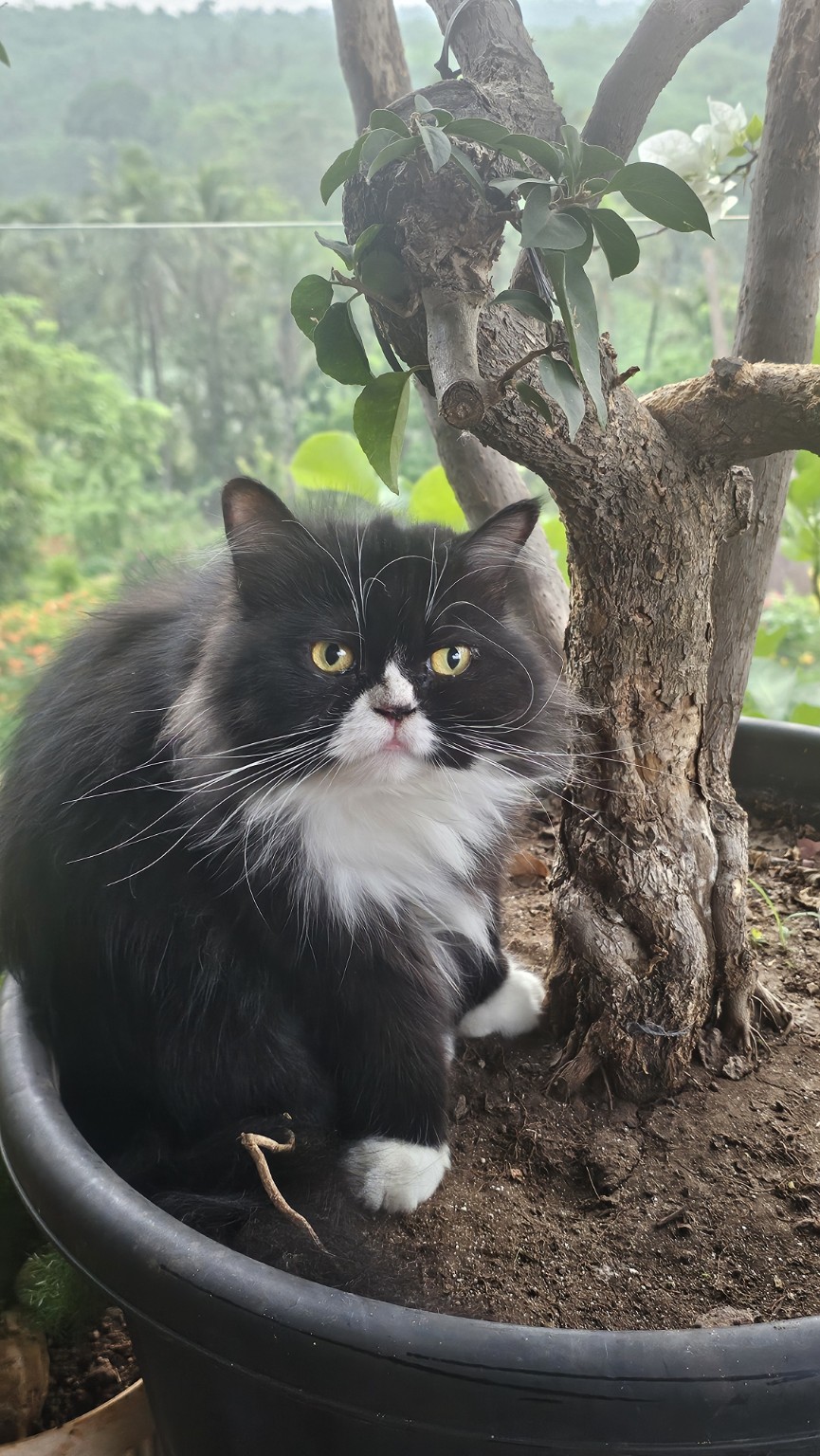Black and white cat in the garden
