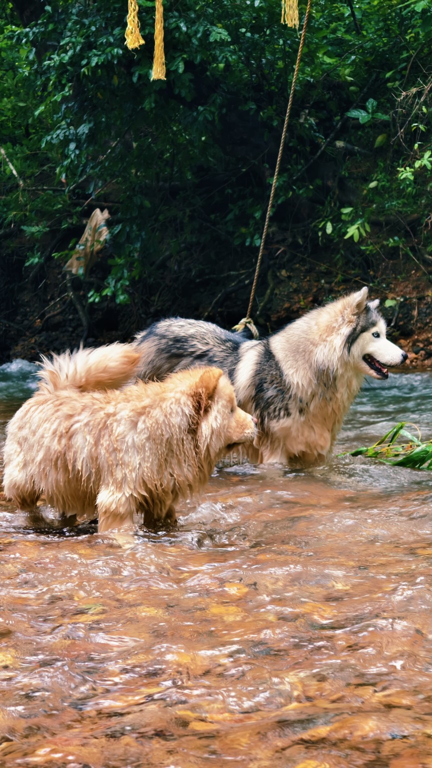 Dogs enjoying the river at Shivaaz Farms