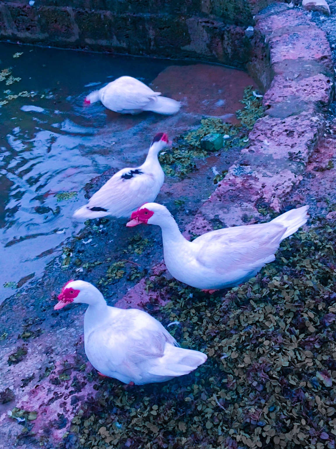 Ducks by the water