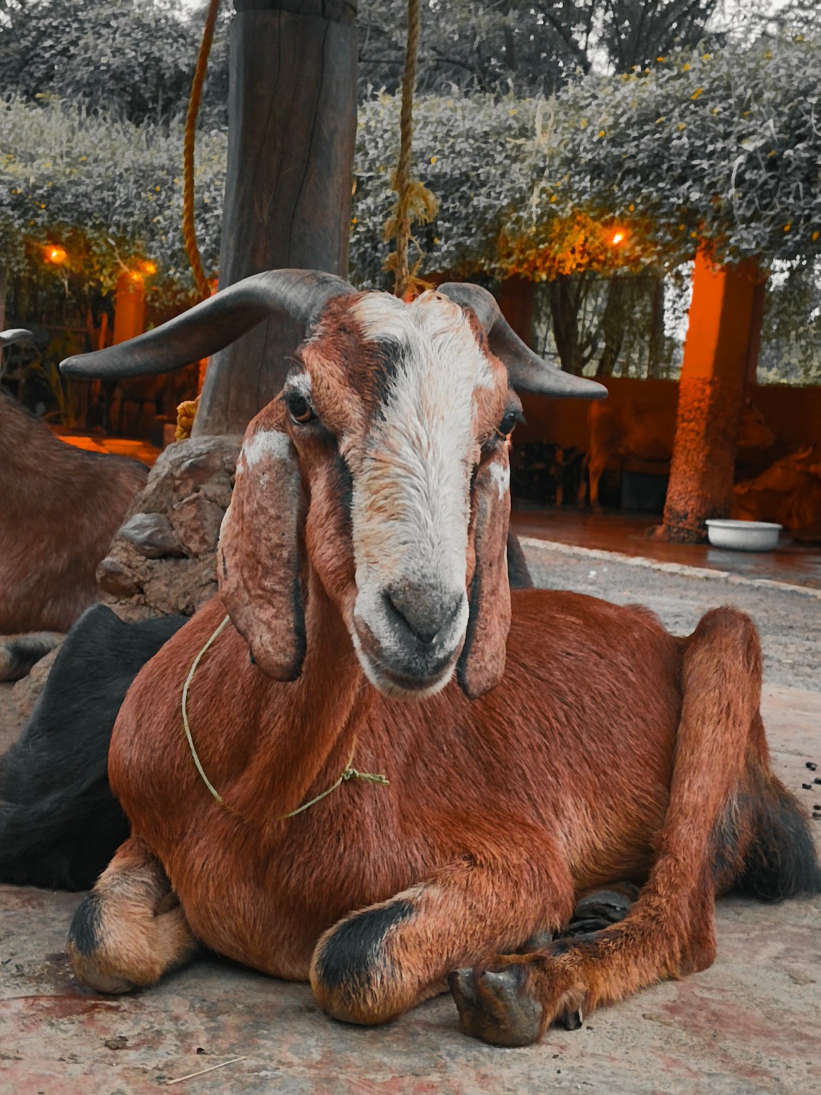 Goat at Shivaaz Farms
