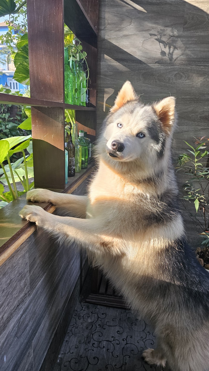Husky at the farm counter