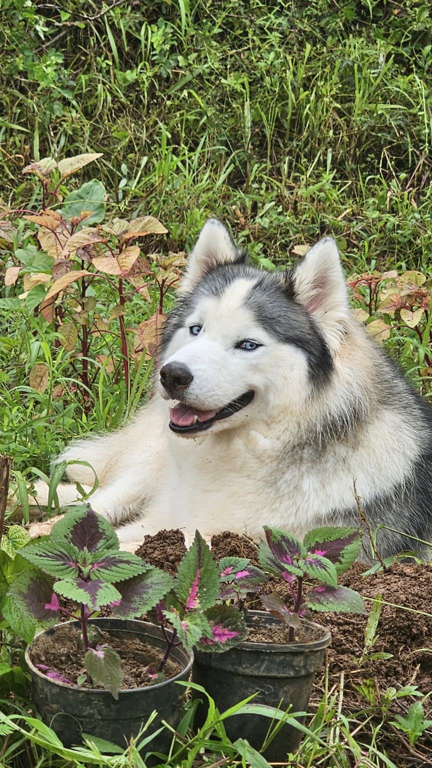 Husky relaxing among plants at Shivaaz Farms
