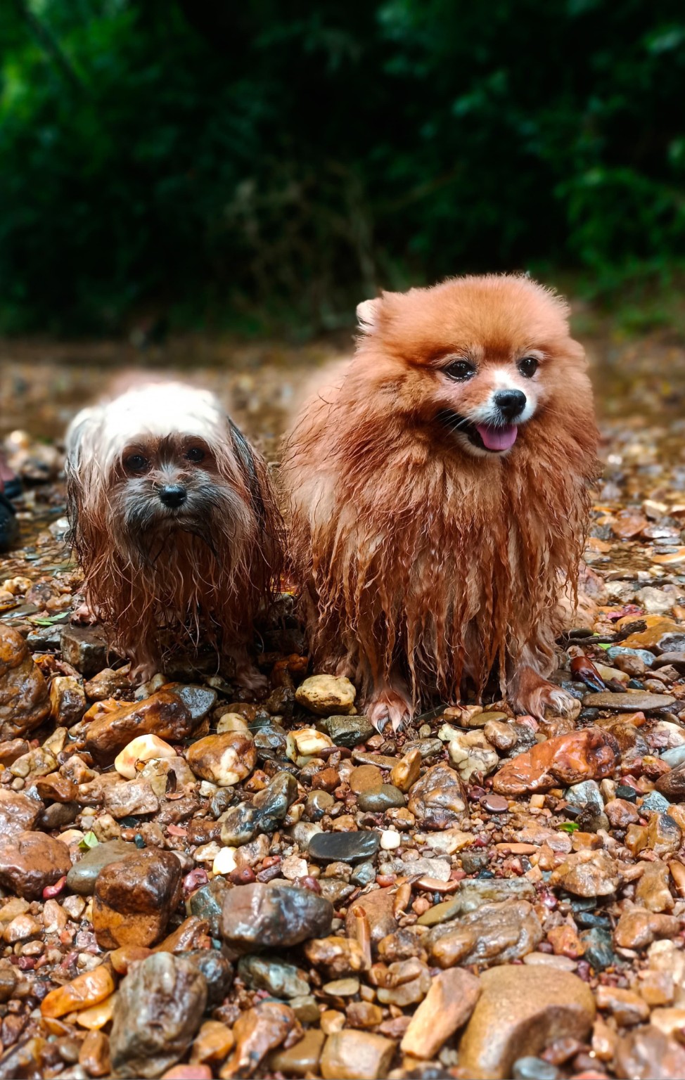 Small dogs beside the stream